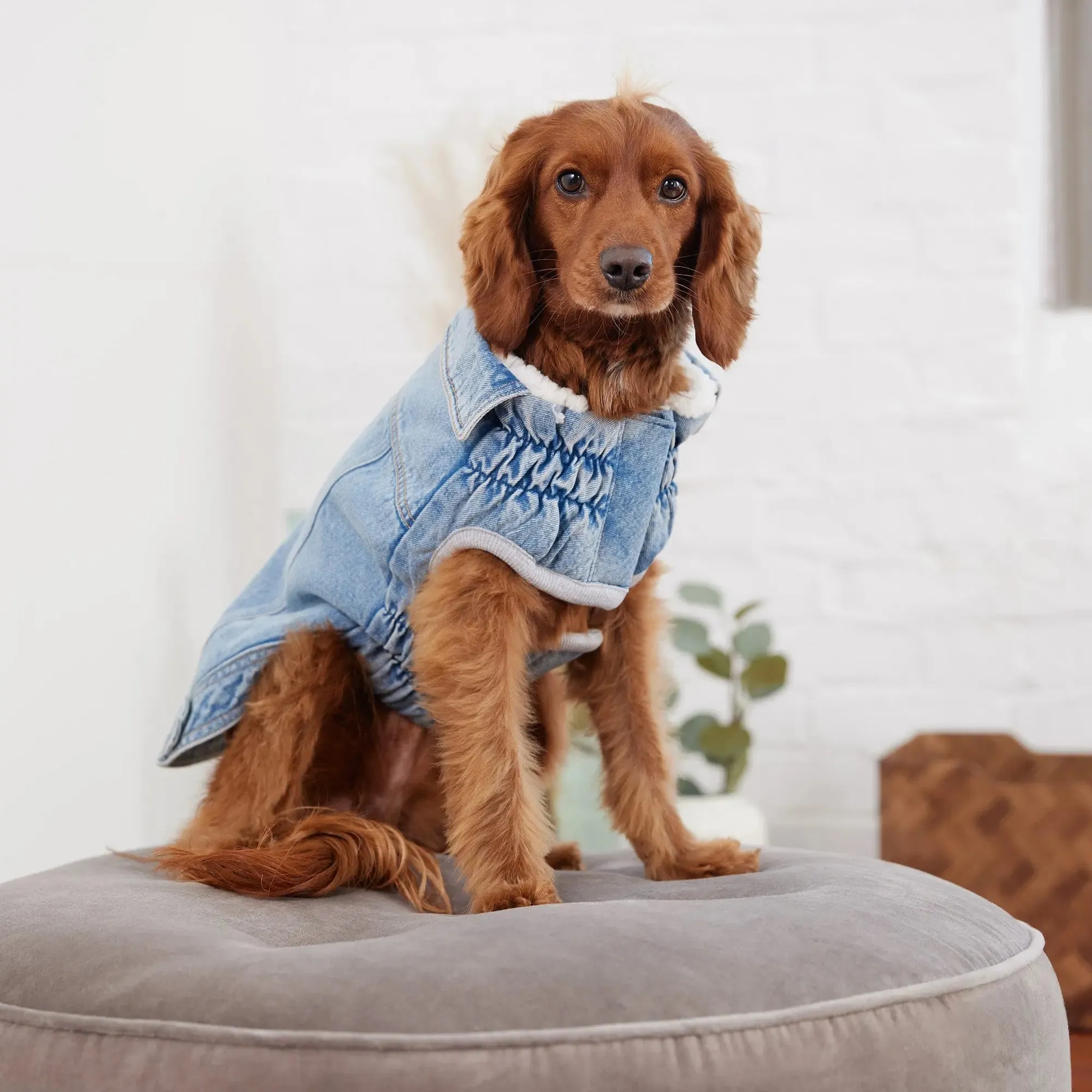 Denim Dog Jacket | Light Wash