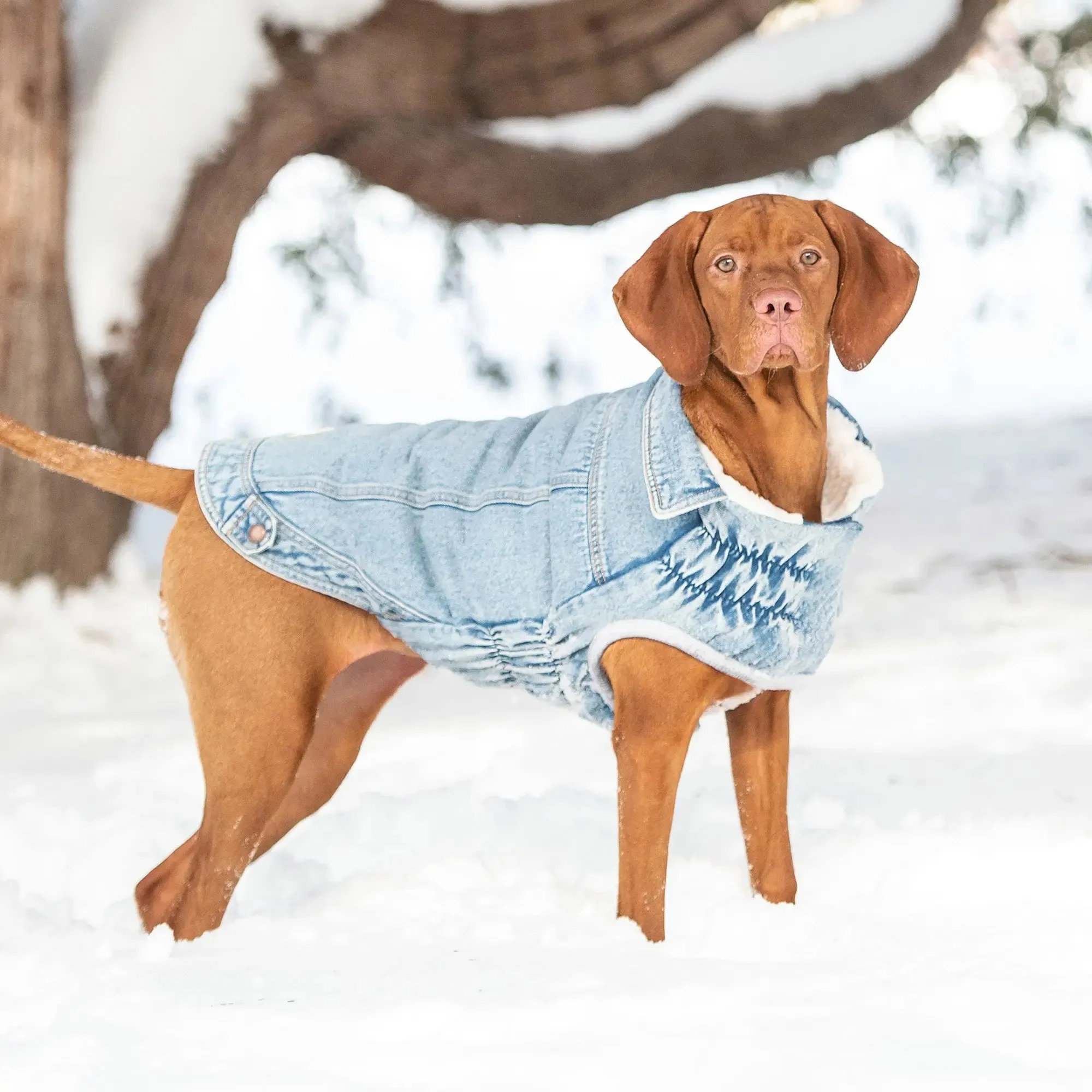 Denim Dog Jacket | Light Wash