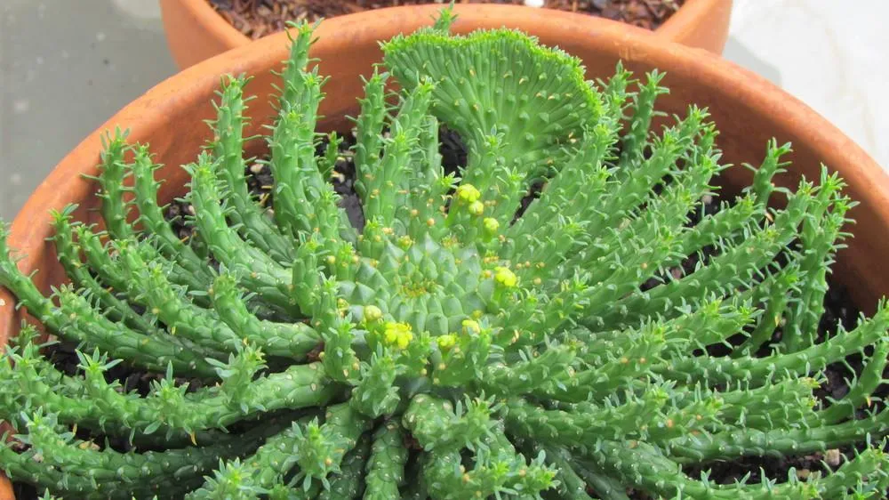 Medusa's Head Cactus, flanaganii, muirii, caput-medusa, cactus, succulent, Live Plant