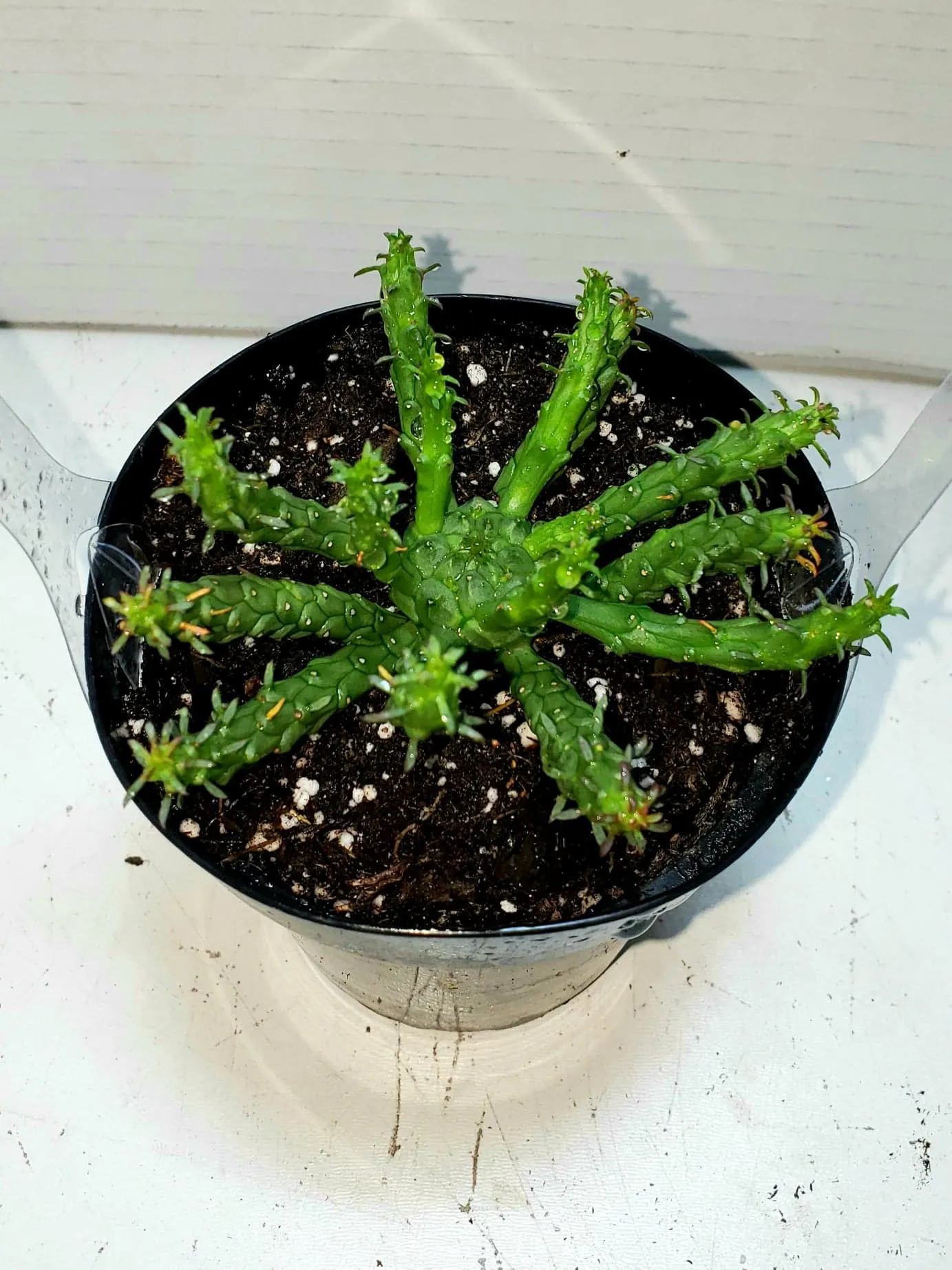 Medusa's Head Cactus, flanaganii, muirii, caput-medusa, cactus, succulent, Live Plant