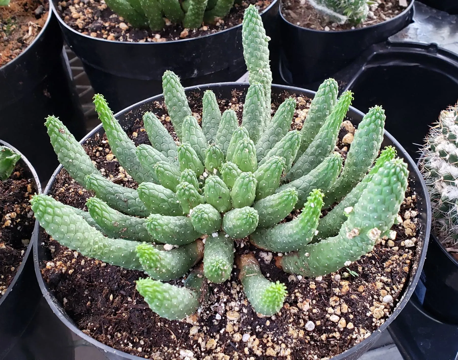 Medusa's Head Cactus, flanaganii, muirii, caput-medusa, cactus, succulent, Live Plant