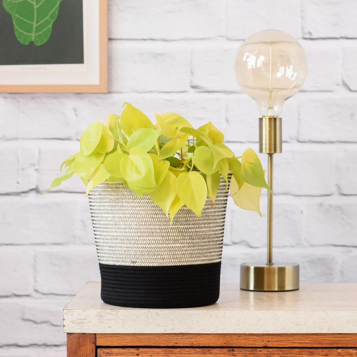 Philodendron Neon - LARGE