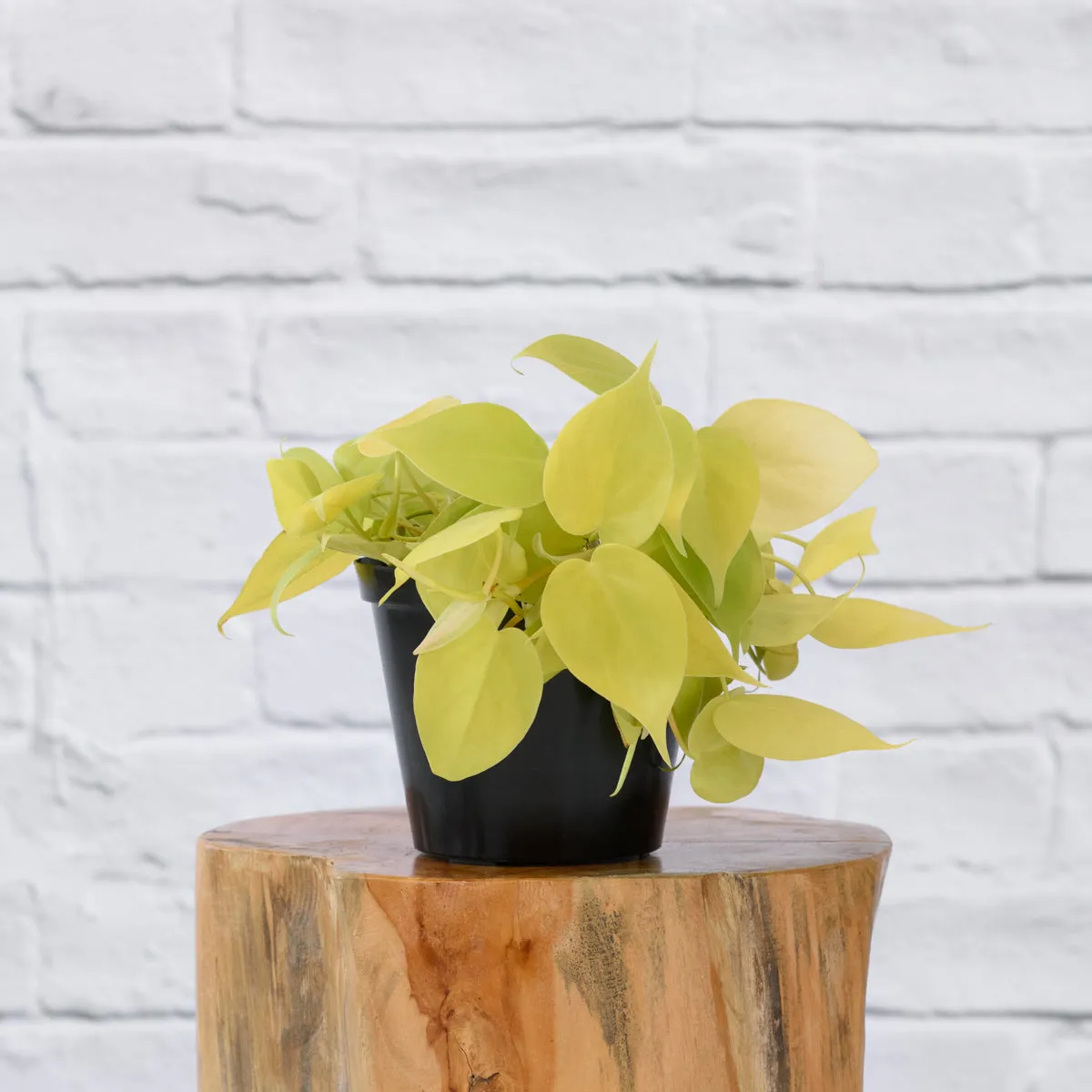 Philodendron Neon