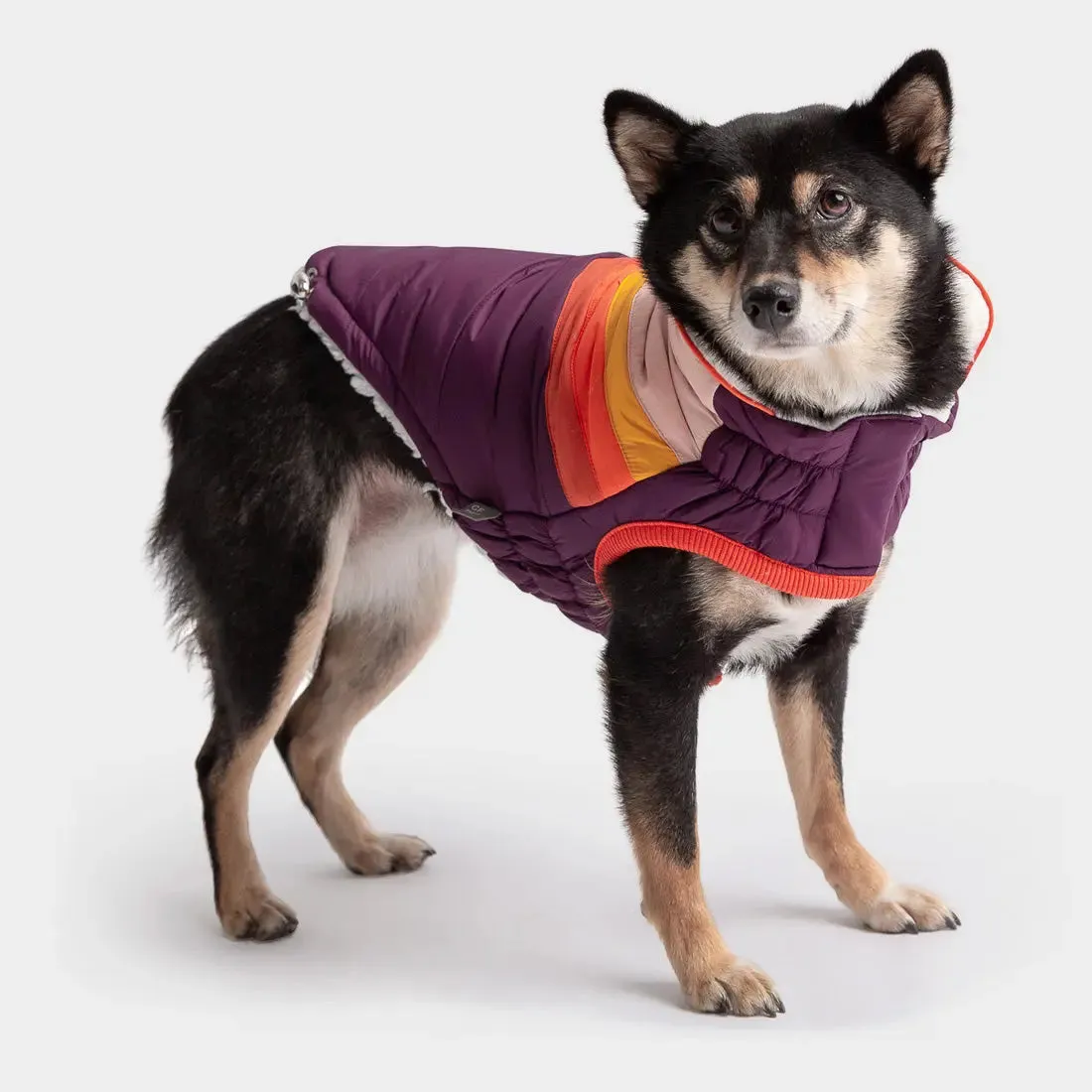 Summit Dog Puffer | Purple