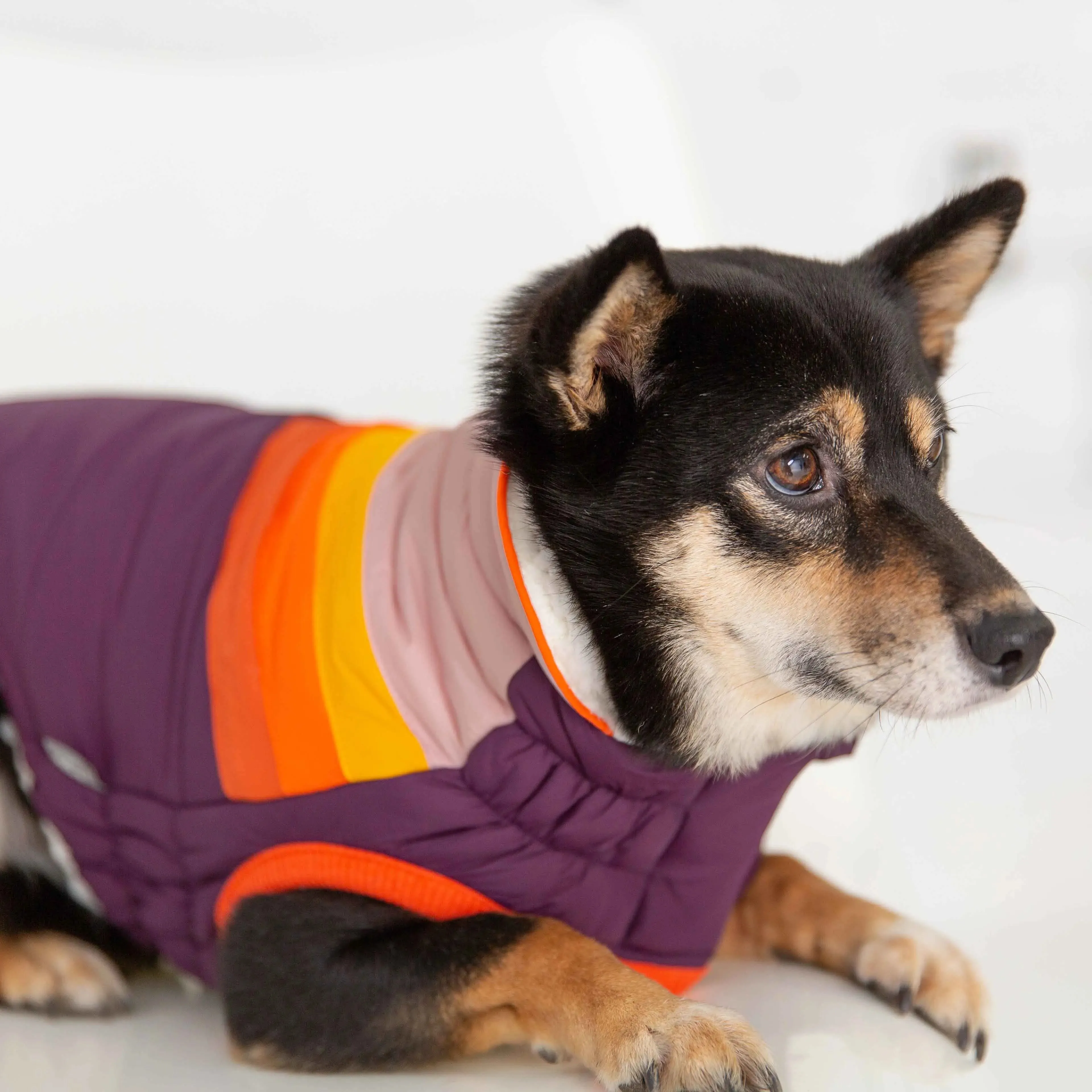 Summit Dog Puffer | Purple