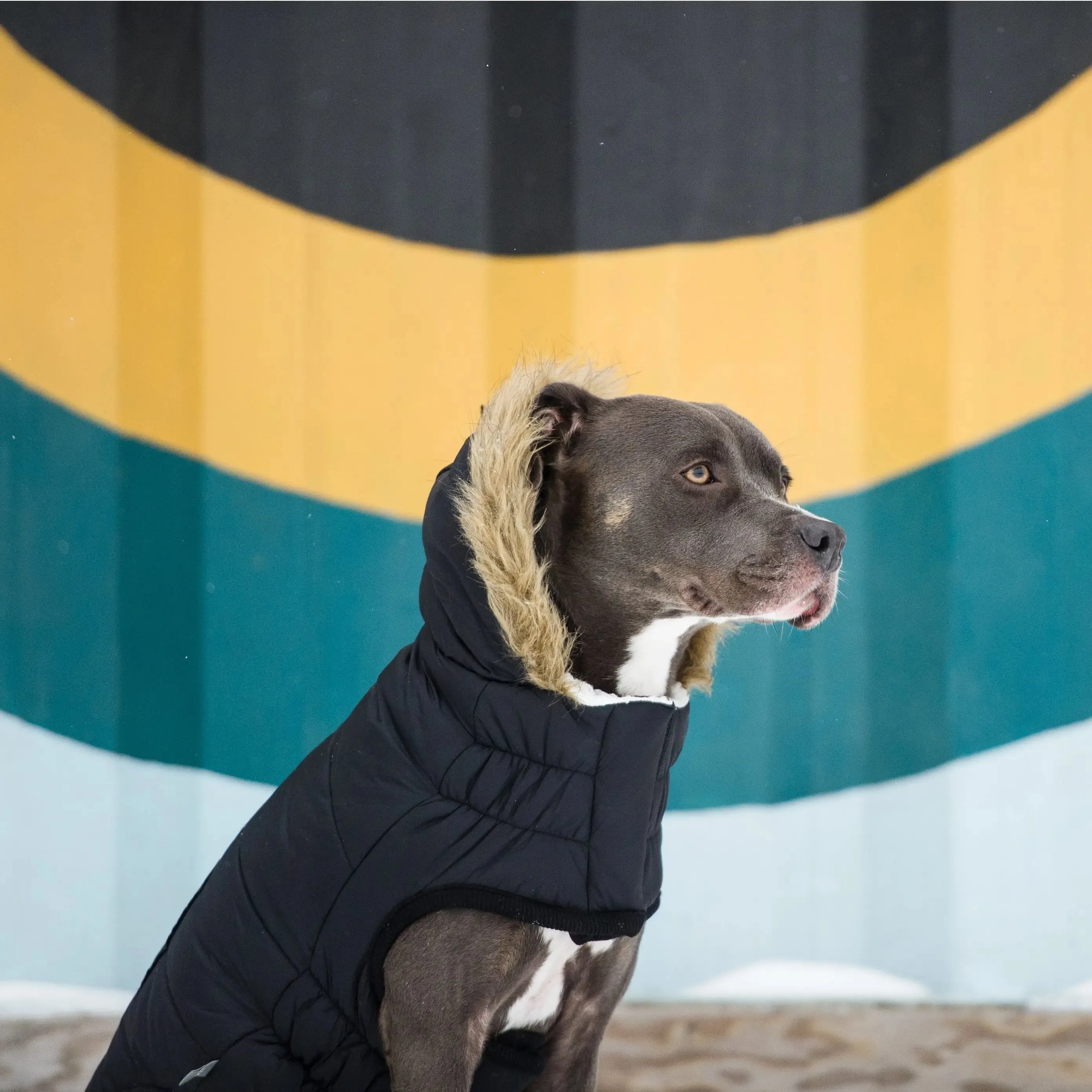 Urban Dog Parka | Black